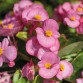 Begonia Semperflorens Sprint Plus "Rose" - во саксија Ø9